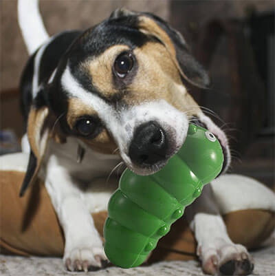 dog chew toys